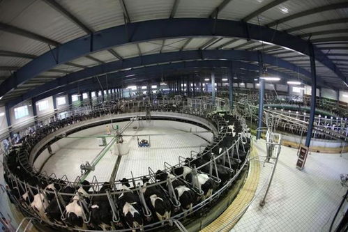 多彩內蒙古 奶業再升級 鏈 接全世界